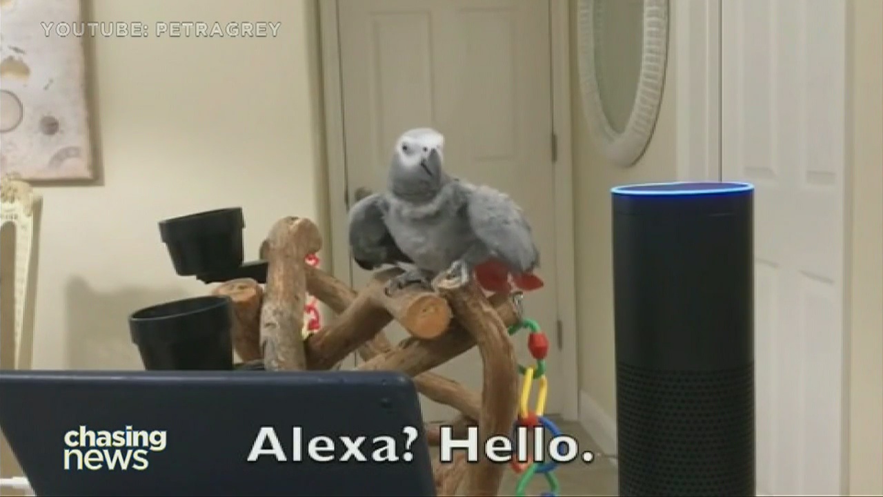 Parrots "talking to" Alexa good reminder for parents