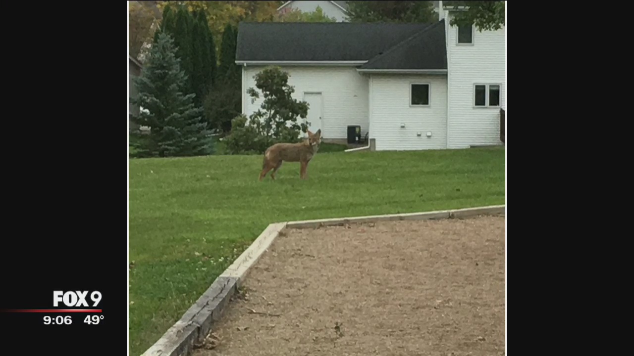 Woman reports possible coyote bite in Apple Valley, Minn.