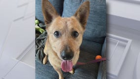 Pet of the Weekend: Nico