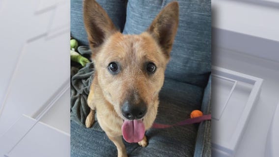 Pet of the Weekend: Nico