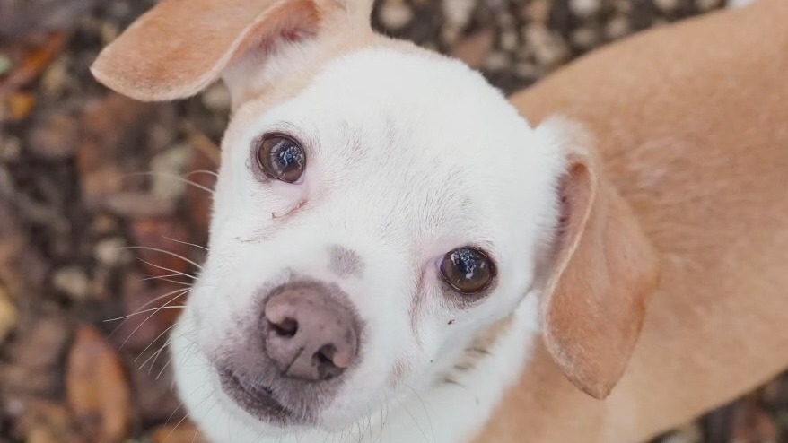 Pet of the Weekend: Hammy