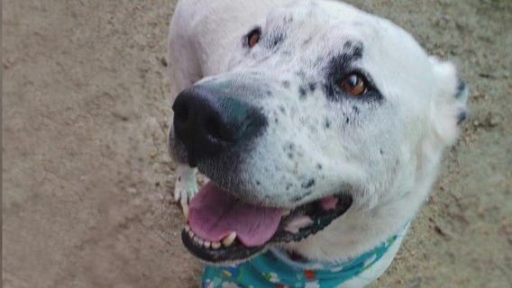 Pet of the Weekend: Viper