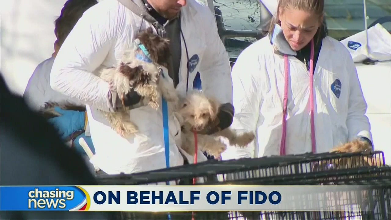 Lawyers for animals? Some say yes