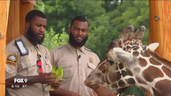 Gopher football players work wild summer job