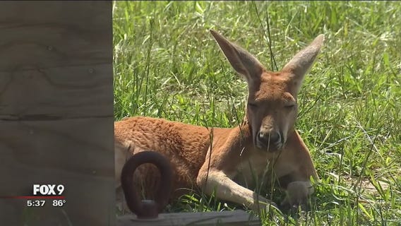 ?Kangaroo Crossing? exhibit opens at Minnesota Zoo