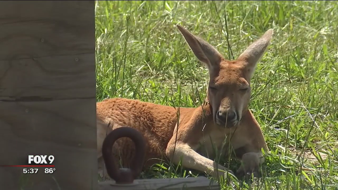 ?Kangaroo Crossing? exhibit opens at Minnesota Zoo
