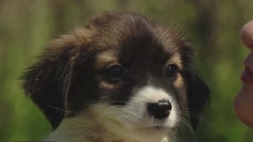 Meet Hanson and Bangles at Austin Pets Alive!