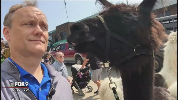 Llama here, llama there at the State Fair