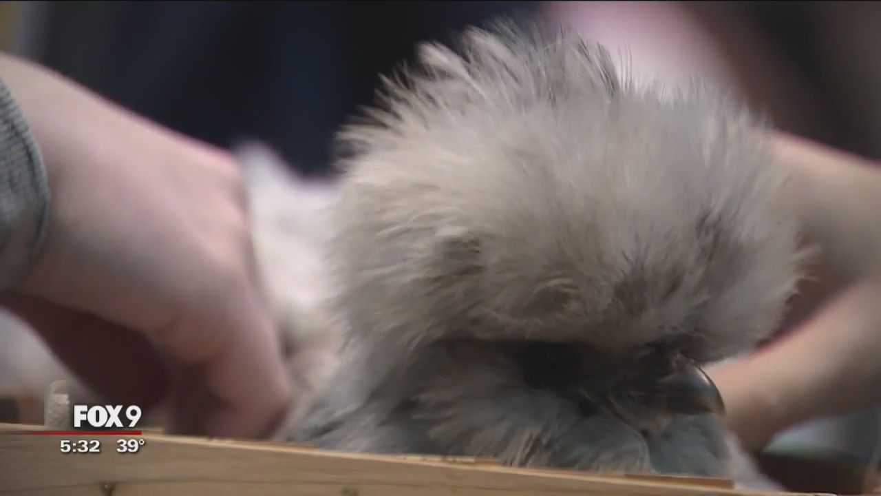 U of M students de-stress with therapy animals, bubbles, coloring