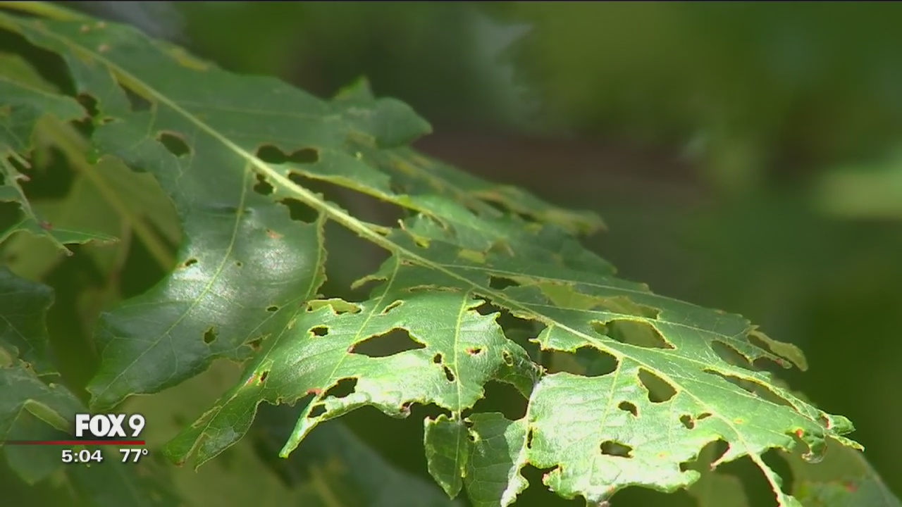 Mpls neighborhood quarantined to stop gypsy moths