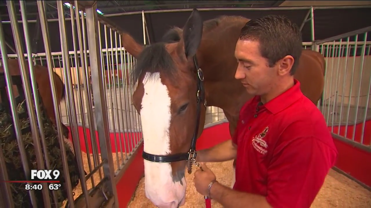 The Budweiser Clydesdales roll into twon