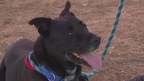 Pet of the Weekend: Tyson