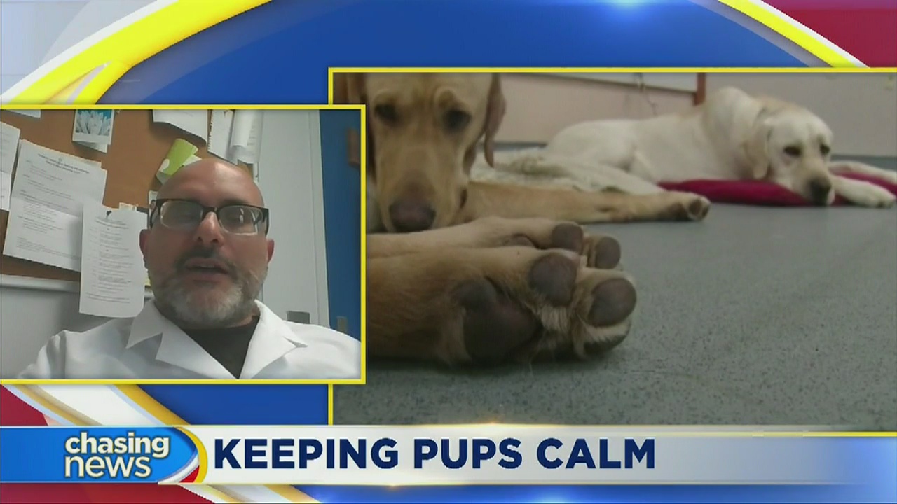 Does thunder freak out your dog?