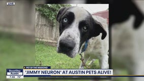 Pet of the Weekend: Jimmy Neuron