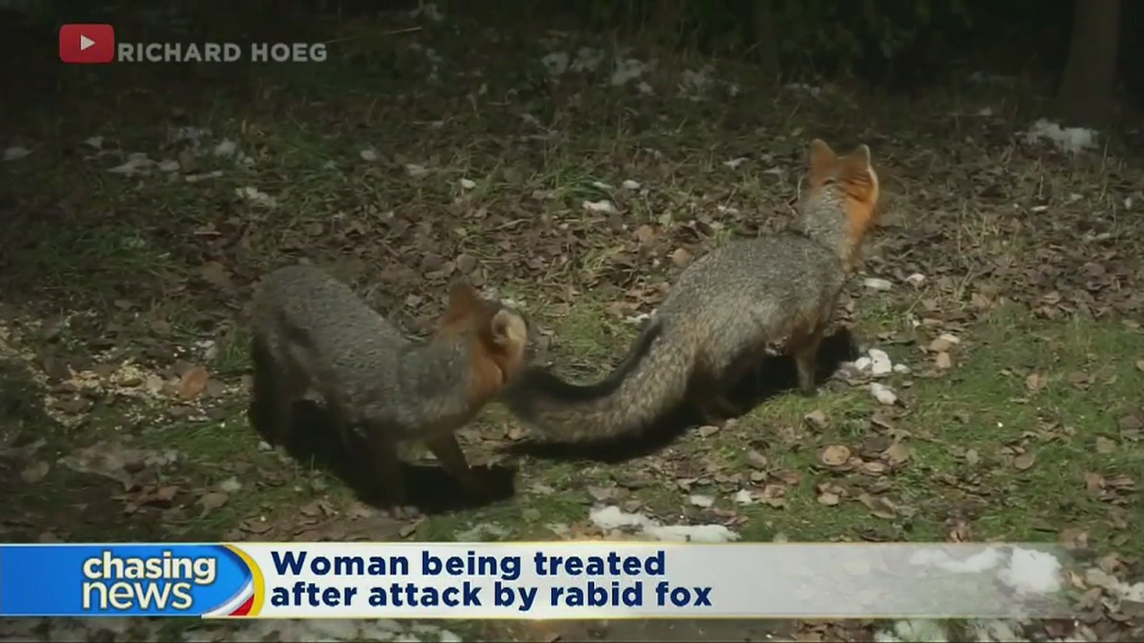 Woman treated for rabies after fox attack