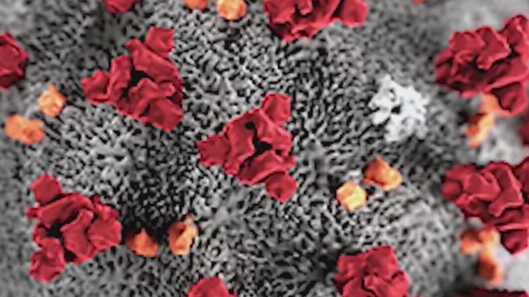 Delta variant of COVID-19 makes up for 20% of all U.S. cases