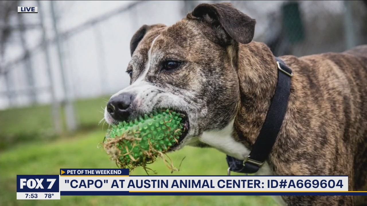 Pet of the Weekend: 'Capo' at Austin Animal Center