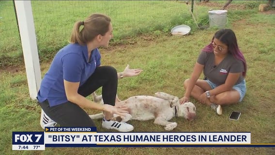 Pet of the Weekend: 'Bitsy'