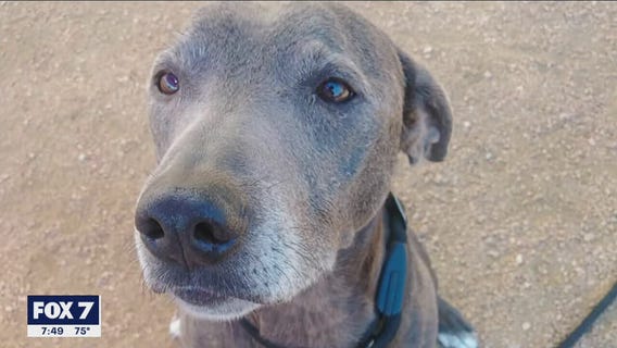 Pet of the Weekend: Dusty