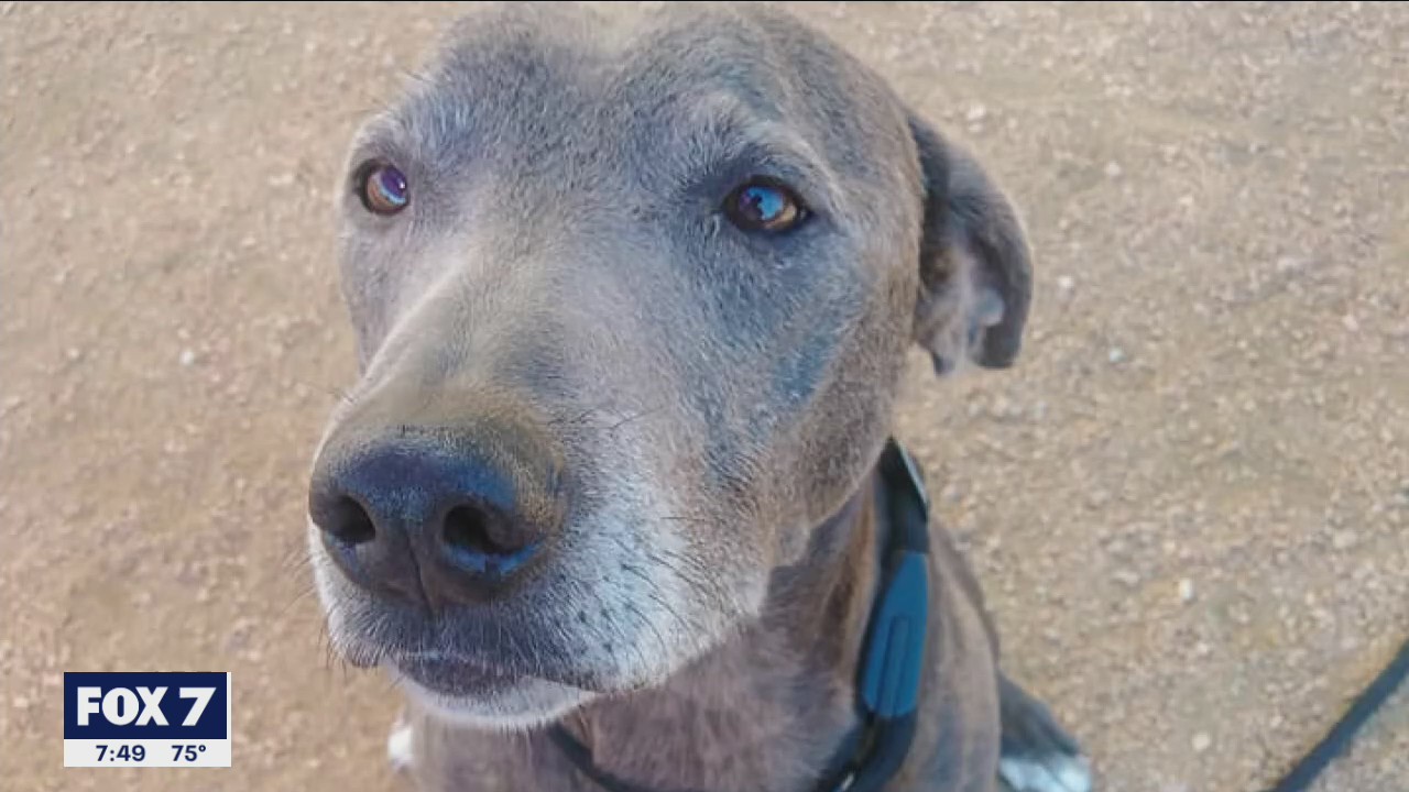 Pet of the Weekend: Dusty