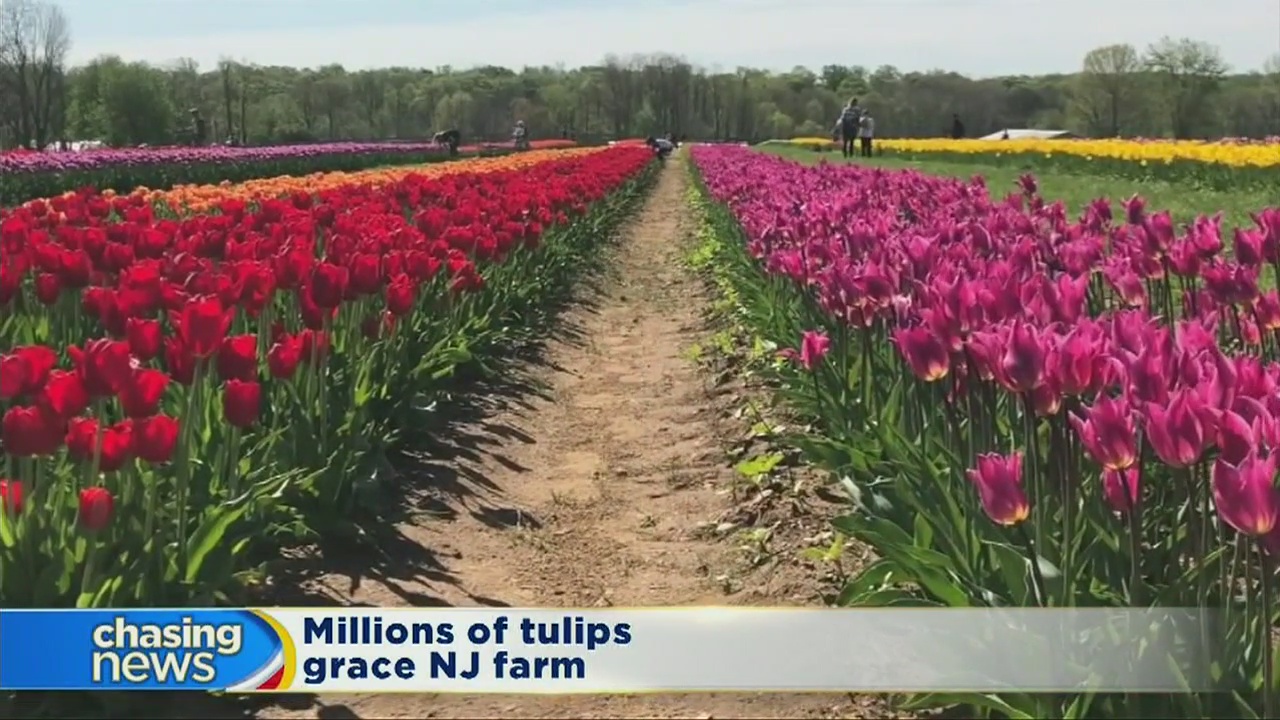 Million of tulips grace NJ farm