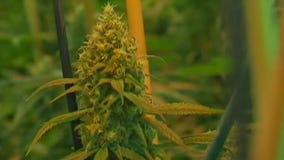 FOX 7 Care Force: Medical marijuana options for Texas veterans
