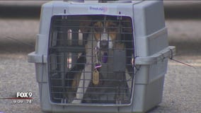 Rescued dogs ready to find their forever homes