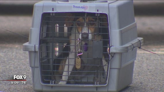 Rescued dogs ready to find their forever homes