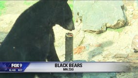 BEAR WEEK: Keeping the bears at the Minnesota Zoo active