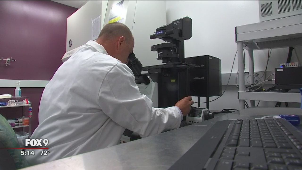 New diabetes research hopes to find a cure using pig cells