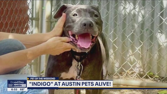 Pet of the Weekend: "Indigo" at Austin Pets Alive!