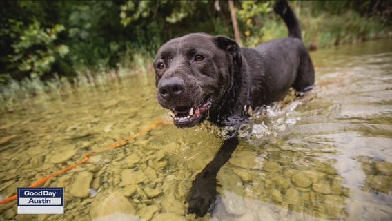 Pet of the Weekend: Alfalfa