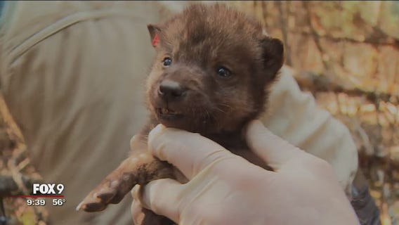 WOLF WEEK: Inside the wolf den