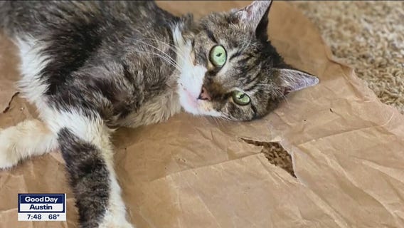 Pet of the Weekend: Aphrodite