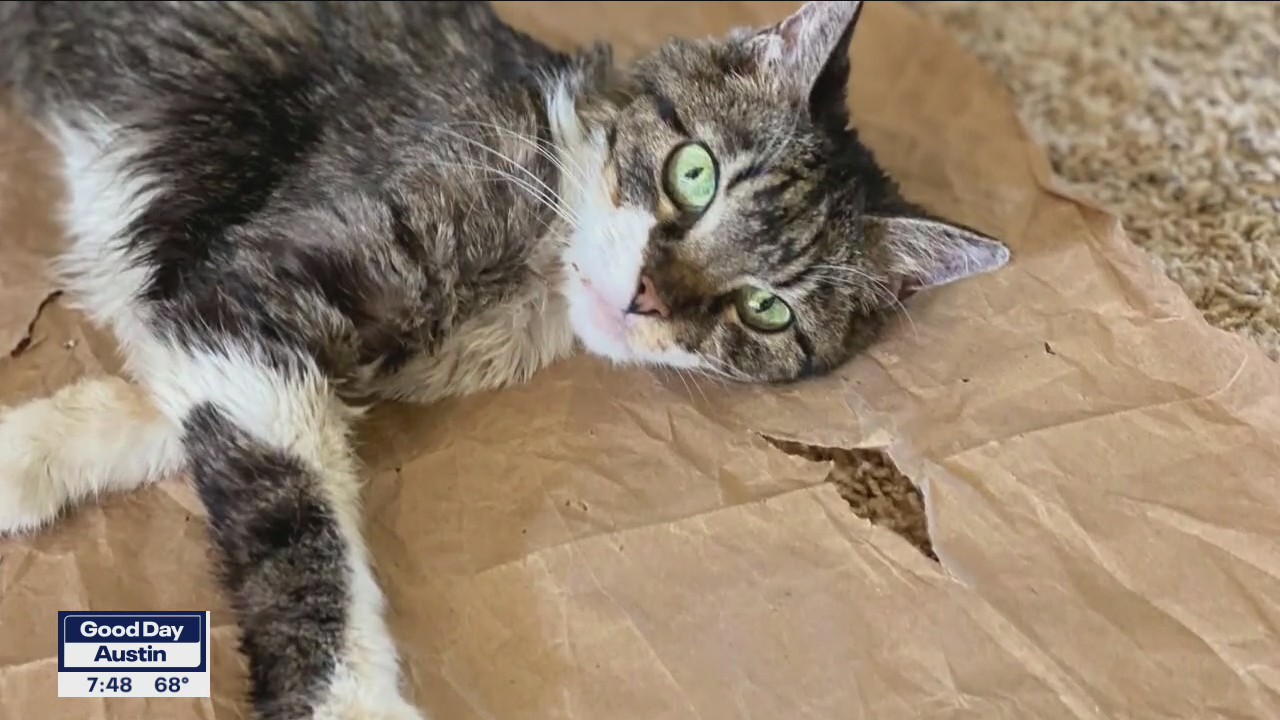 Pet of the Weekend: Aphrodite