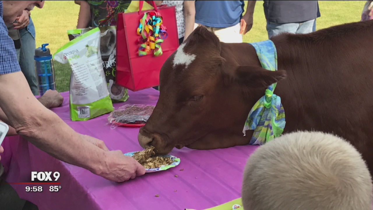 Minnie Moo celebrates her first birthday