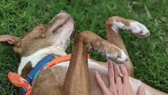 Pet Of The Weekend: Dali