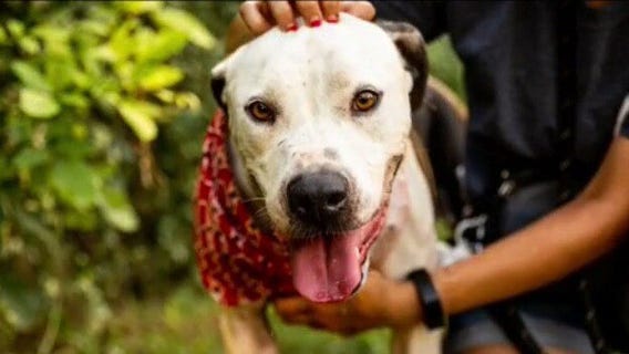 Pet of the Weekend: Snoopy