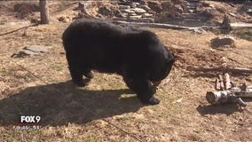 BEAR WEEK: Black bear range expanding south in Minnesota