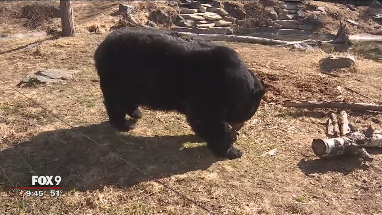 BEAR WEEK: Black bear range expanding south in Minnesota