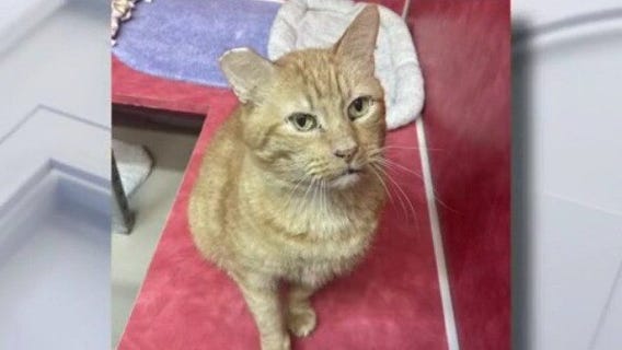 Pet of the Weekend: Pierre