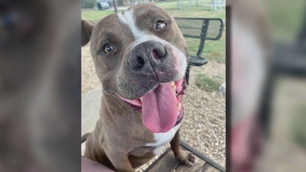 Dog of the Weekend: Clark Gable