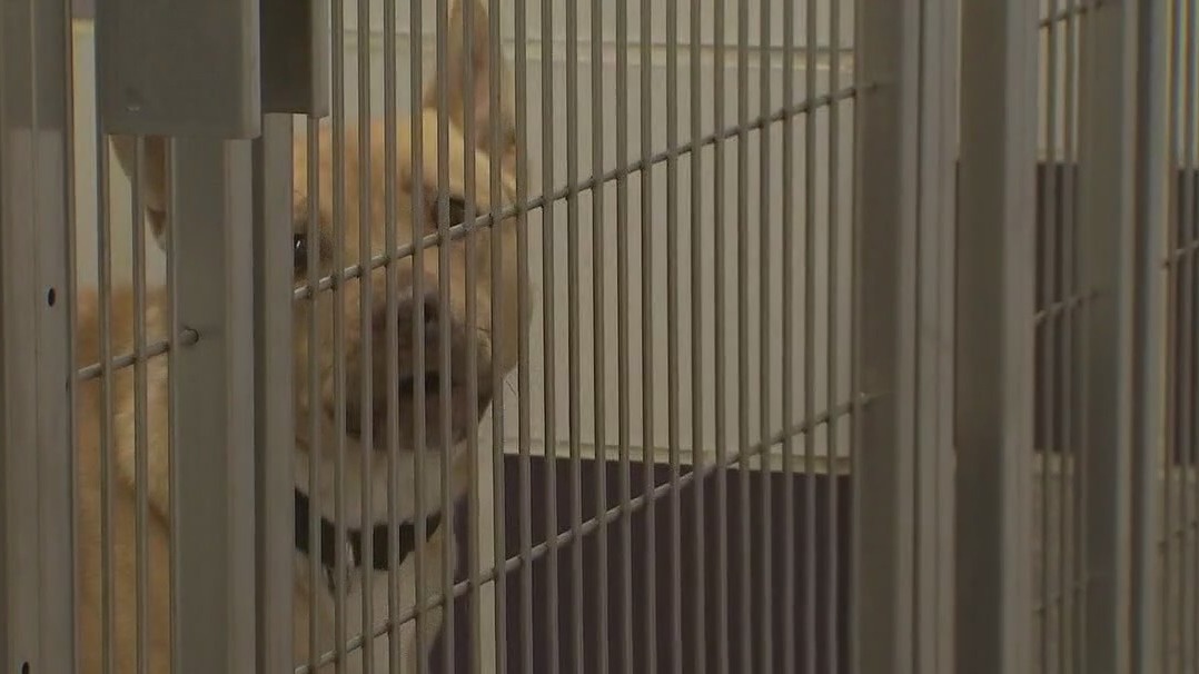 Texas animal shelter partially shut down due to COVID, staffing shortage