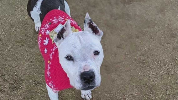 Pet of the Weekend: 'Daria'