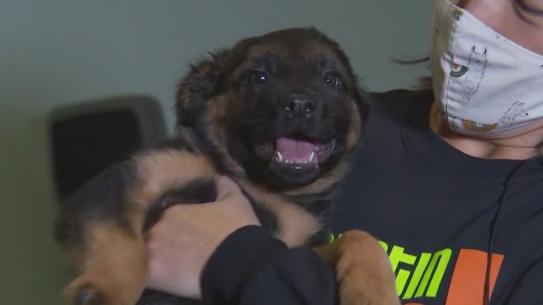 Pet of the Weekend: Big Bird