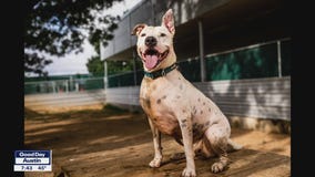 Pet of the Weekend: 'Bronx' at Austin Animal Center