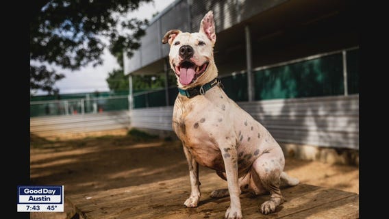 Pet of the Weekend: 'Bronx' at Austin Animal Center