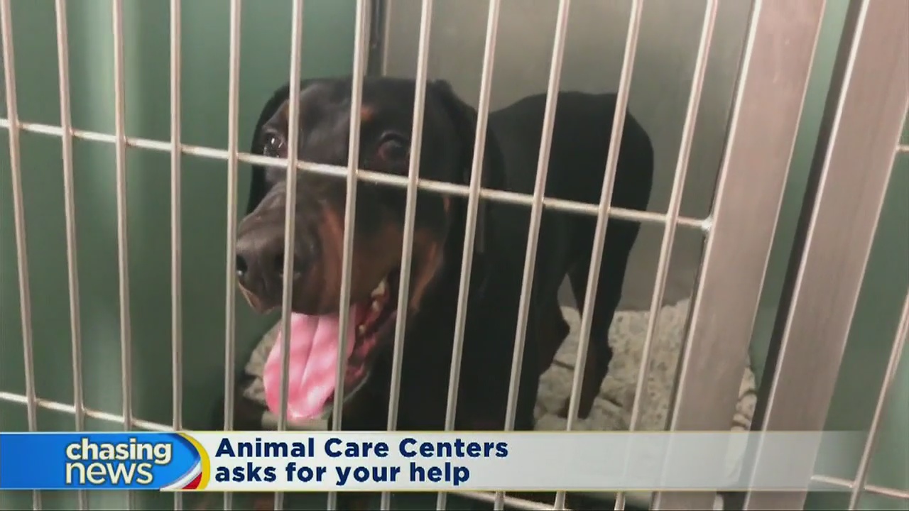 NYC shelters teeming with pets to adopt