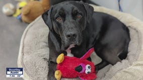 Pet of the Weekend: Carlisle at WilCo Regional Animal Shelter