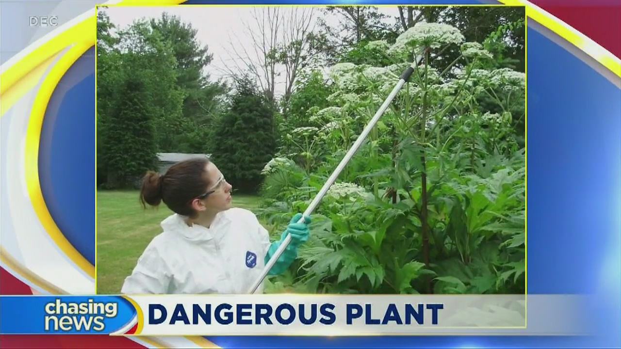 NY state experts warn of dangerous hogweed
